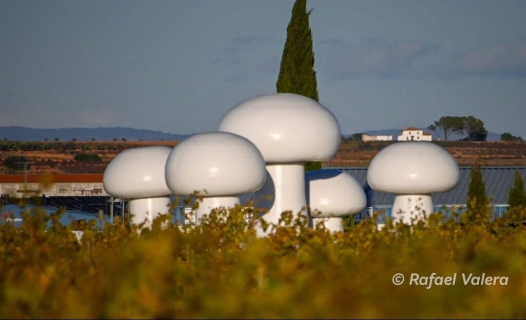 Foto pueblo Villamalea Champiñones